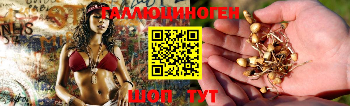 Галлюциногенные грибы Cubensis  Вход с VPN  Зима 
